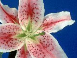 Treasury of Prayers, Catholic inspirations, meditations, reflexions - Thanksgiving for the gift of life