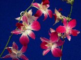Treasury of Prayers, Catholic inspirations, meditations, reflexions - Mysteries of the Rosary - meditations